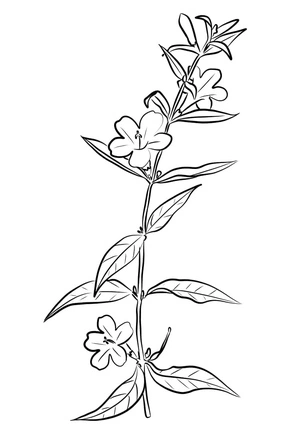 Página para Colorir Página para Colorir Flor de Jasmim