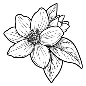 Página para Colorir Página para Colorir de Flor de Jasmim para Imprimir