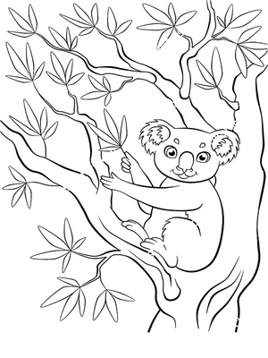 Página para Colorir Coala Adorável na Árvore