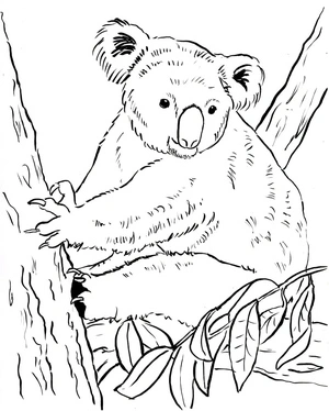 Página para Colorir Página para Colorir de Coala 1
