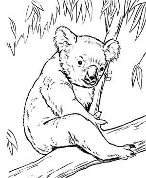 Número 2 Coala