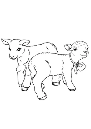 Página para Colorir Par de Cordeiros