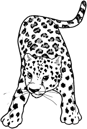Leopardo