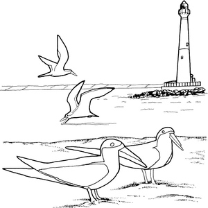 Farol com Gaivotas