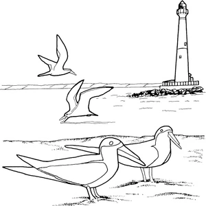 Página para Colorir Farol com Gaivotas