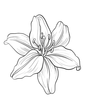 Página para Colorir Página para Colorir de Flor de Lírio