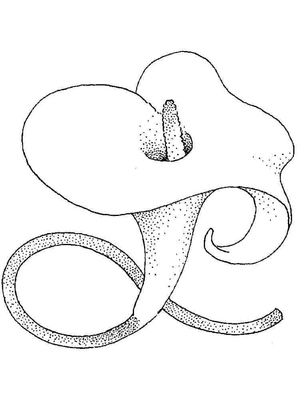 Flor de Lírio Calla