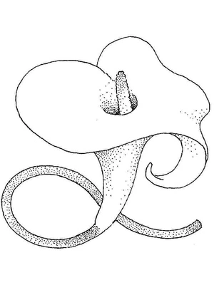 Página para Colorir Flor de Lírio Calla