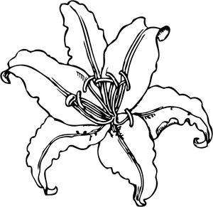 Flor de Lírio Tigre