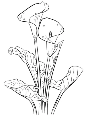 Página para Colorir Flores de Lírios