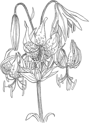 Lírios em Flor