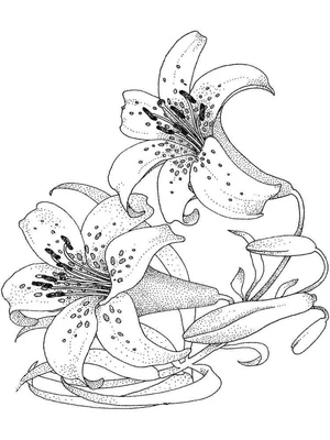 Página para Colorir Flores de Lírio