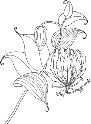 Página para Colorir Foto da Lily