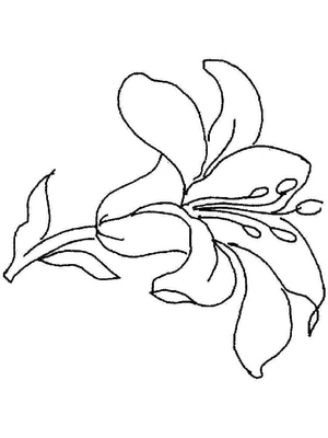 Página para Colorir Linda Flor de Lírio