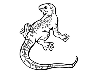 Página para Colorir Imagem de Lagartos