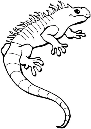 Página para Colorir Página para Colorir Lagartos Animados