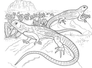 Página para Colorir Página para Colorir de Lagarto