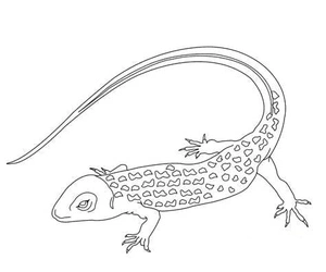 Página para Colorir Imagem Contorno de Lagartos para Imprimir Grátis