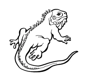 Página para Colorir Esboço de Imagem de Lagarto Livre