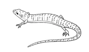 Página para Colorir Esboço de Ilustração de Lagarto