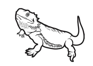 Página para Colorir Imagem para Imprimir de Lagartos