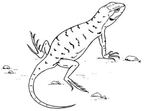 Página para Colorir Página para Colorir de Lagarto para Imprimir