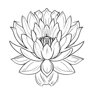 Deslumbrante Flor de Lótus