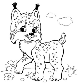 Lince
