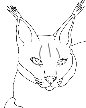 Rosto de Lince