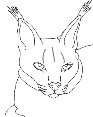Rosto de lince, página para colorir de lince detalhada, grátis para imprimir