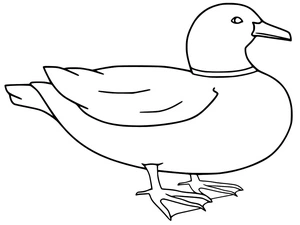Página para Colorir Pato Marreco Básico