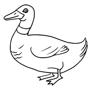 Página para Colorir Pato-real Comum