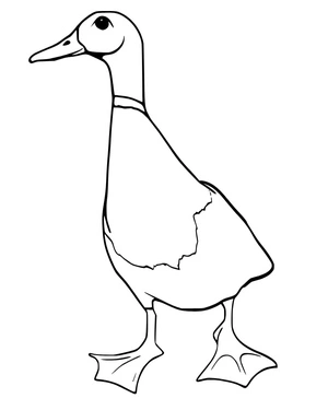 Página para Colorir Pato Marreco Majestoso em Pé com Orgulho