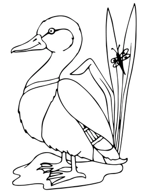Página para Colorir Pato Marreco Livre - Uma Criatura Majestosa