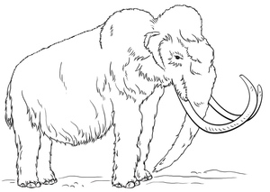 Mamute
