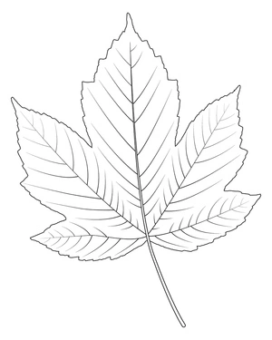 Página para Colorir Folha para Colorir Folha de Bordo