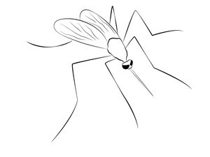 Página para Colorir Página para Colorir de Mosquito