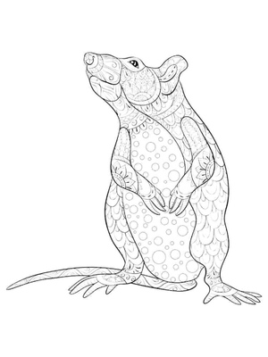 Mandala Maravilhosa do Mouse