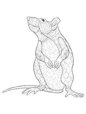 Página para Colorir Mandala Maravilhosa do Mouse