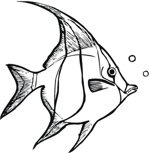 Peixe-Anjo do Oceano 🐠