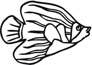 Peixe-Anjo Nadando