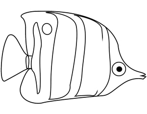 Peixe-Anjo Comum