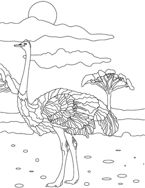 Avestruz caminhando na savana, página de colorir detalhada de avestruz, imprimível grátis