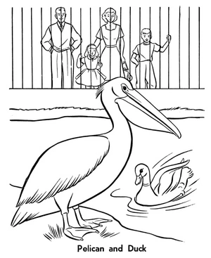 Página para Colorir Página para Colorir de Pelicano e Pato