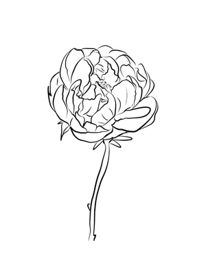 Flor de Peônia