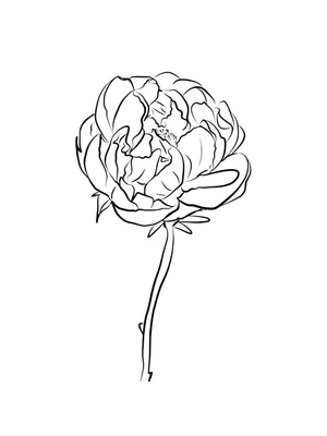 Página para Colorir Flor de Peônia