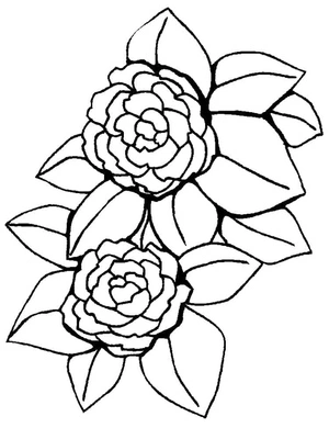 Página para Colorir Par de Peônias