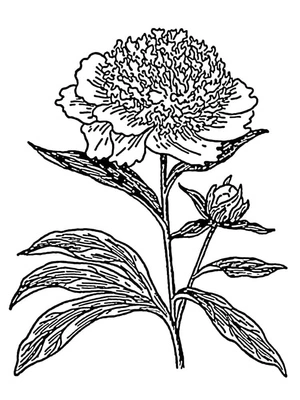 Página para Colorir Página para Colorir Flor de Peônia