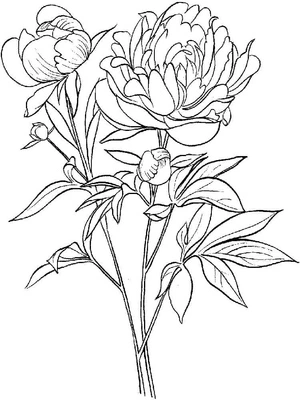 Página para Colorir Flor de Peônia