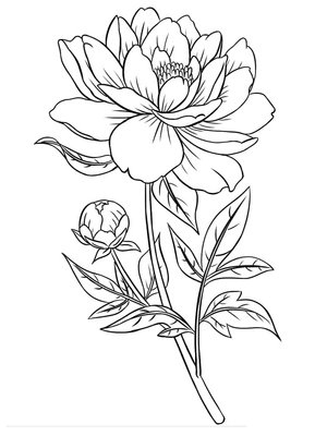 Página para Colorir Página para Colorir Flor de Peônia Grátis para Imprimir